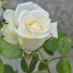 Florence D. (Dufour Florence)
