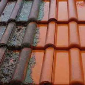 Teddy D. (Dtrénocleans)