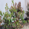 Anil M.