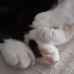 Catherine P.