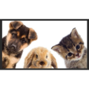 Stephanie D. (PATOUNES SITTER)