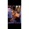 avatar Chacha P.<
