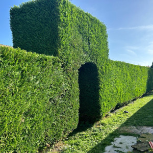 Mayron G. (MGespacesvert)