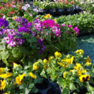 Thierry D. (TD Services)