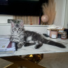 avatar Anaëlle C.<