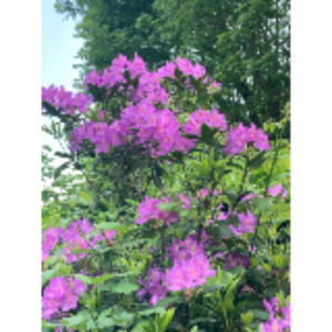 Fabienne F.