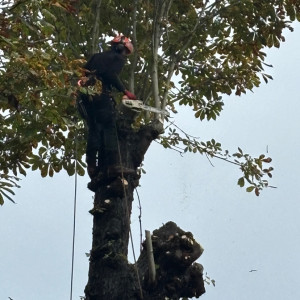 Giovannie B. (entreprise GB)