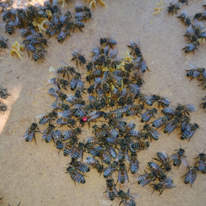 Joffrey C. (Carrière Joffrey)