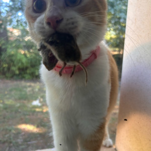 Lilou R.