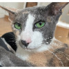 Fabienne R. (Le Chat Roi-Pension Félin...