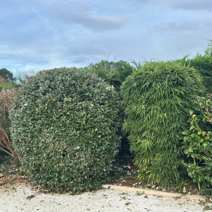 Emmanuel N. (E.N JARDI)