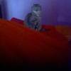 avatar Samia K.<