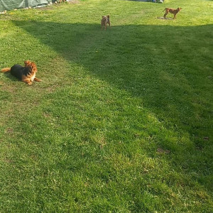 Lydie B. (Chipie toilettage)