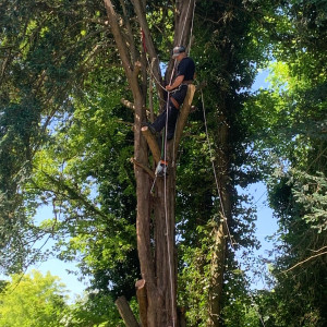 Franck D. (Élagage Dorkeld)