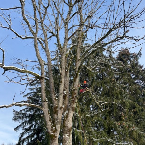 Ns Travaux forestier