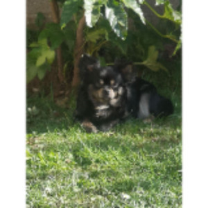 Julie P. (Julie & Ses 4 Pattes)