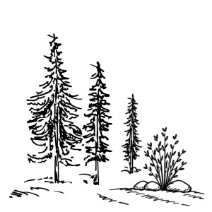 Charles D. (Defain Paysage)