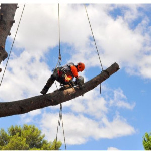 Mazards K. (Mazards Kenzo)