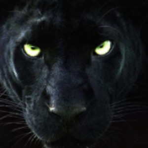 Panther N.