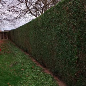 Guillaume B. (Freewood)