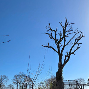 Flavien P. (Eve Marie Muller)