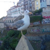 avatar L Oiseau D.<