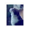 avatar Bobo C.<