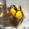 avatar Pascal H.<