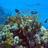 Eric D.