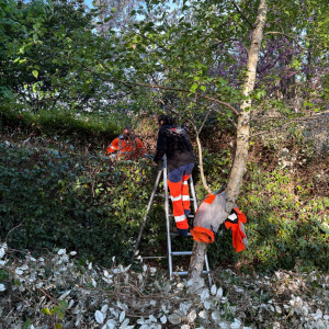 Maxime R. (Botanik Studio)