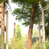 Siddiqa S.