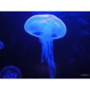 avatar Meduse S.<