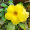 avatar Silvana L. (ADVF&REIKI)<