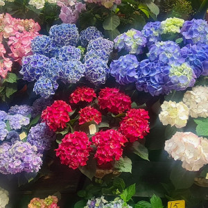 Bilal B. (la main verte)