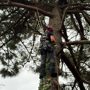 Jessy L. (L’art-borist’s)