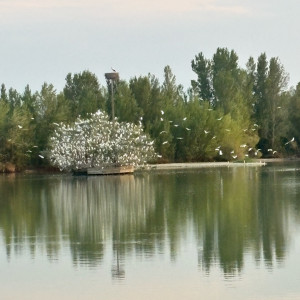 Yacine O.