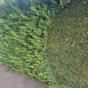 Daniel D. (star clean & multiservices)