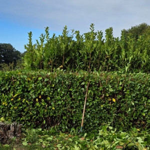 Davy P. (Davy Paysagiste)