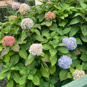 Yasmina S. (ys consultings)