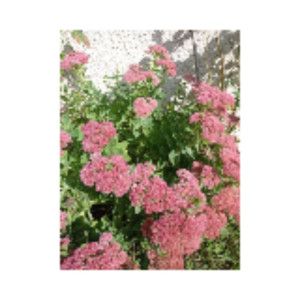 Laurent S. (Simon Espace Vert (SEV))