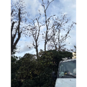 Yacoub B. (Yack Paysage)