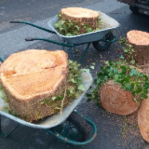 Elagage Et Abattage, Arbre Dangereux E...