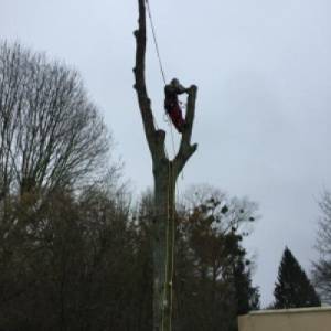 TREE-SERVICE