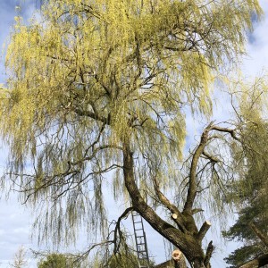 William L. (artisan Leboule, William)