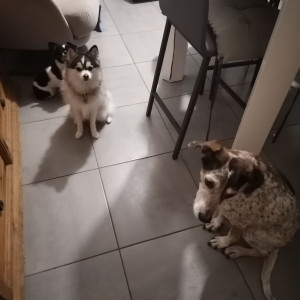 Florence F. (Au Bonheur des Chiens)
