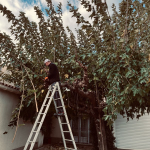 Nicolas M. (Nicolas Milesi Services)