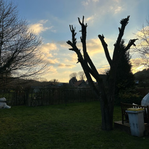 Leo L. (leosgreesoasis)