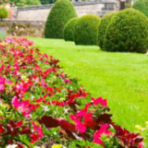 Bastien M. (Tintin le jardinier)