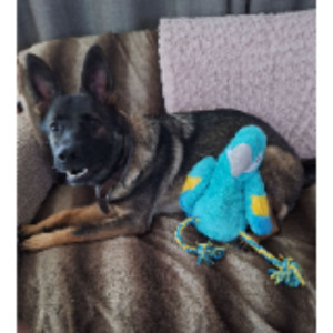 Clarisse B. (anim'o-services-83)