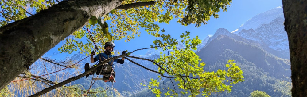 Theo Dans L'arbre B. (Theo Dans L’arbr...